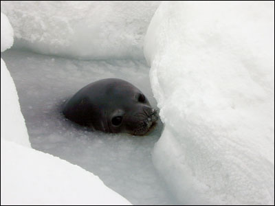 Weddell seal in water hole