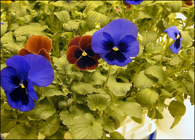 Pansies in the greenhouse