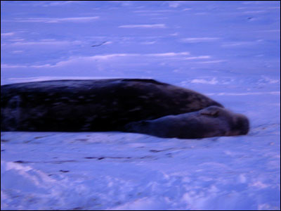 Weddell seal mother and pup