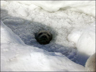 Weddell seal poking his nose through the ice
