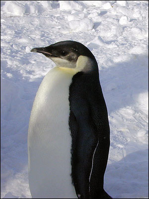 Young emperor penguin