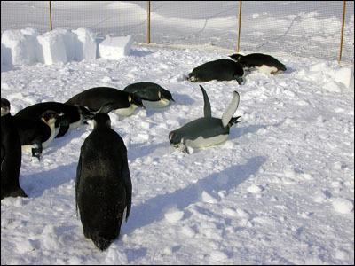 Young emperor penguins