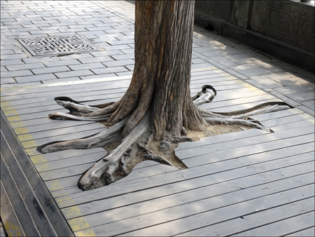 Walkway cut around tree roots