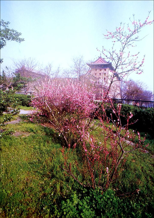 Early Flowers in Spring